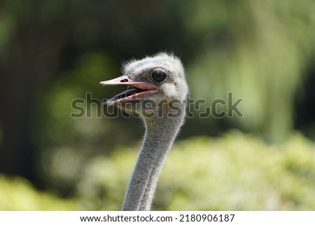 Portrait of one North African ostrich or red-necked ostrich (Struthio camelus camelus), also known as the Barbary ostrich, Struthionidae family.