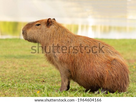 Portrait of one single capybara, posing for the picture, sitting in the grass and been beautiful.