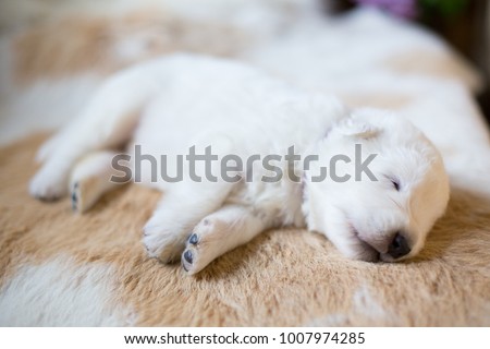 Portrait of one week old maremma puppy lying on the cow's fur