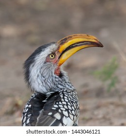 Portrait of one yellow-billed hornbill in the Kruger National Park in South Africa - Shutterstock ID 1443046121