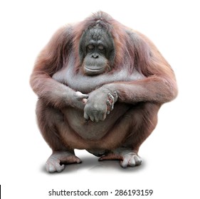 A Portrait Of An Orang Utan Sitting On White Background