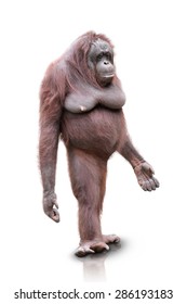 A Portrait Of An Orang Utan Standing On White Background