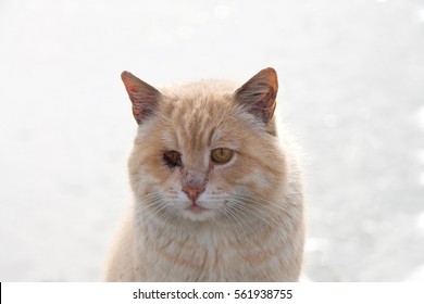 diluted orange tabby
