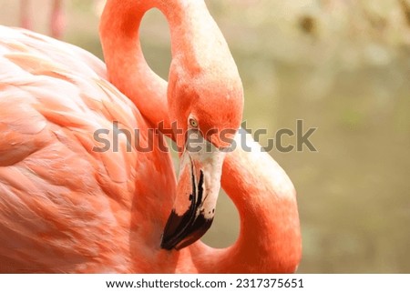 portrait orange flamingo s-shaped curled neck close up with blurry background 
