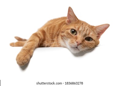 Portrait of an orange tabby cat domestic shorthair laying down on a white background with paw draped over a table - Powered by Shutterstock