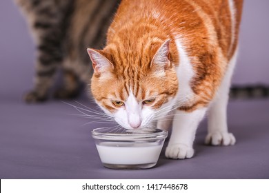 Portrait Of Orange And White Domestic Kitty Cat Drinking Milk From A Glass Bowl 