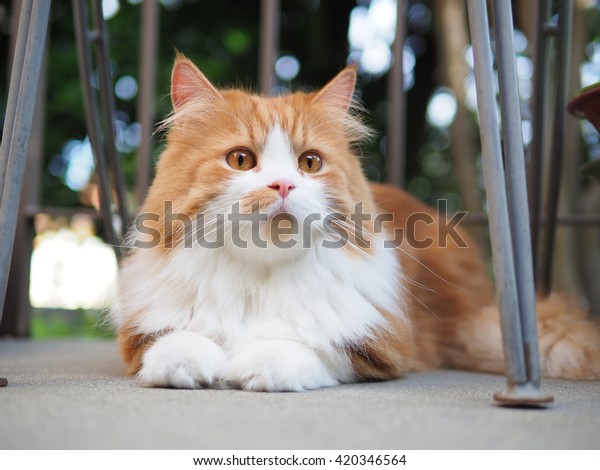 Portrait Orange White Long Hair Bicolor Stock Photo Edit Now