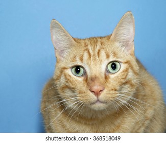 Portrait of Orange and white tabby cat on blue textured background, looking straight ahead. Copy space