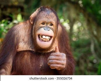 Portrait of Orangutan.