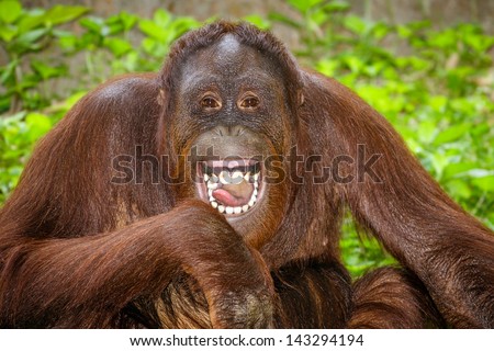 Portrait of Orangutan (Pongo pygmaeus) laughing with mouth wide open