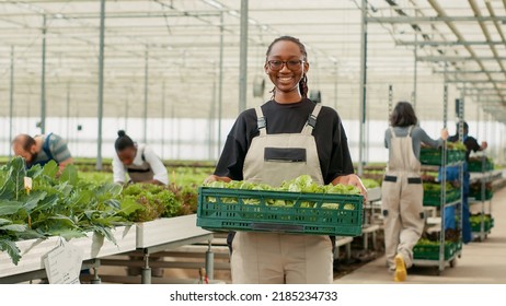 Portrait Of Organic Food Grower Showing Crate With Fresh Lettuce Production Ready For Delivery To Local Stores. Smiling African American Vegetables Farmer Holding Fresh Salad Grown In Greenhouse.