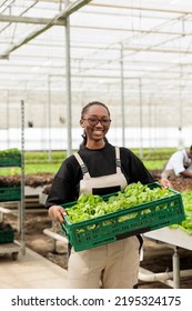 Portrait Of Organic Food Grower Showing Crate With Fresh Lettuce Production Ready For Delivery To Stores. Smiling African American Vegetables Farmer Holding Batch Of Fresh Salad Grown In Greenhouse.