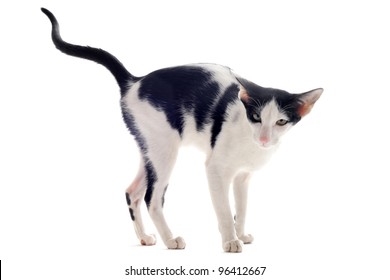 Portrait Of A Oriental Cat Who Marking His Territory In Front Of White Background