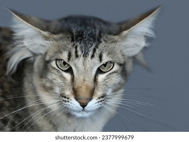Portrait of an Oriental Longhair Cat