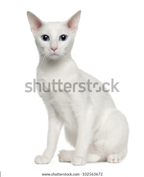 Portrait Oriental Shorthair Cat 3 Years Stock Photo Edit Now