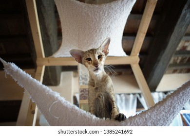 Oriental Siamese Cat Stock Photos Images Photography Shutterstock