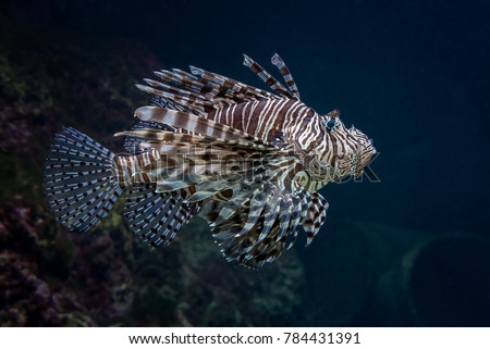Portrait os a lionfish, or devil firefish, swimming on a blue background