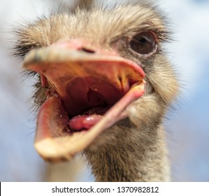 Portrait Ostrich Nature Stock Photo 1370982812 | Shutterstock