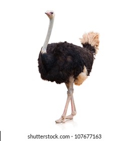 Portrait Of A Ostrich On White Background