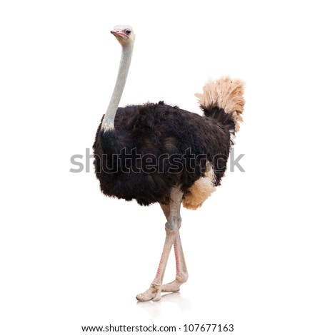 Portrait Of A Ostrich On White Background