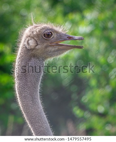 Similar – ortrait of a young vulture