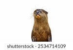 Portrait of an Otter or Lutrinae on a white background.