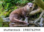 Portrait of an otter, UK