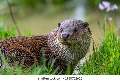 Portrait Of An Otter, UK