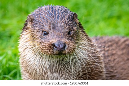 Portrait Of An Otter, UK