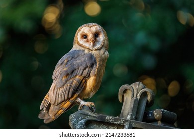 Portrait of owl. Barn owl, Tyto alba, perched on old broken gravestone. Beautiful owl in autumn nature. Green natural background. Urban wildlife. Owl in old cemetery. Attractive animal mood scene.