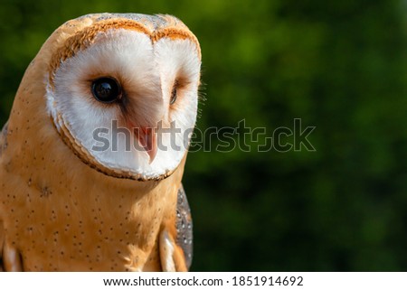Portrait of an Owl - Barnowl