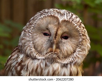 Portrait Of An Owl Bird Head 