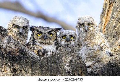 Portrait of an owl family. Owl with owlets. Owl nesting. Owl family