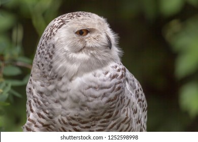 Portrait Of An Owl Head Turn To Show Profile
