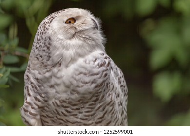 Portrait Of An Owl Head Turn To Show Profile
