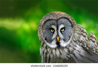 Portrait of an owl. Tawny owl. Grey owl. Owl portrait