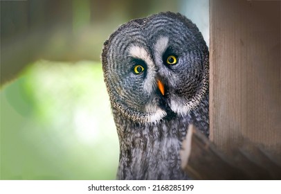 Portrait of an owl. Tawny owl. Grey owl. Owl eyes