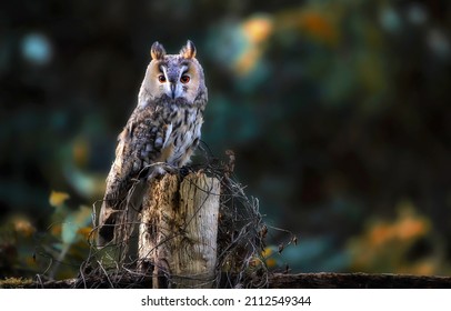 Portrait of an owl in the wild. Owl lokking. Owl in nature. Owl portrait