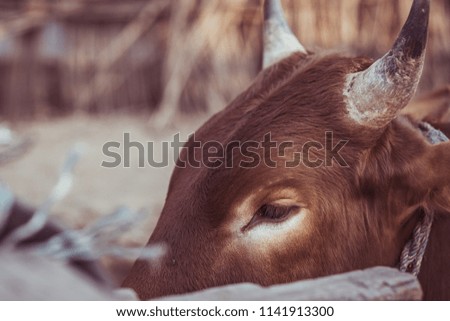 Portrait of an ox