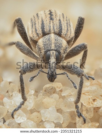 Portrait of a pale brown weevil, a group of beetles, with dark stripes standing on a Danish beach (Hypera arator) Imagine de stoc © 