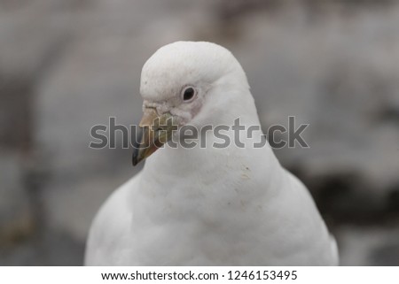 Portrait of Paleface Sheathbill (isolated) in the Falkland islands. 