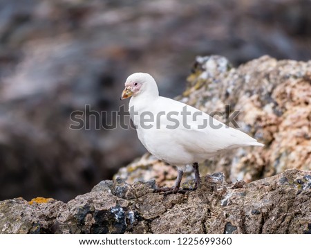 Portrait of pale-faced sheathbill, Chionis albus, standing on rocks of Hannah Point, Livingston Island, South Shetland Islands, Antarctica