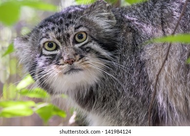 Portrait Pallass Cat Manul Felis Manul Stock Photo 141984124 | Shutterstock