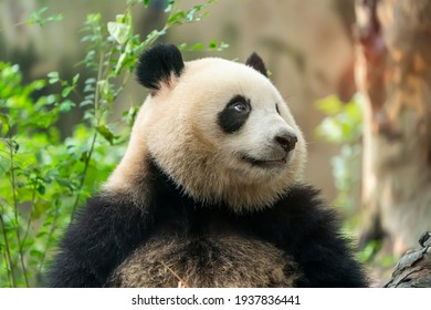 Portrait of panda bear close up. Cute China animals. Close up view of the panda's head.