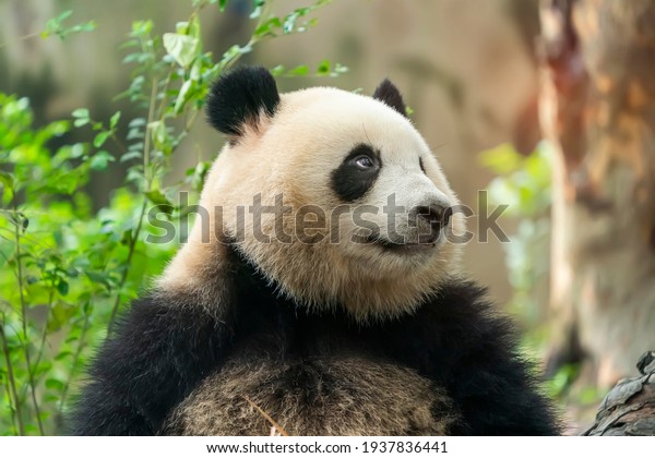 Portrait of panda bear close up. Cute China\
animals. Close up view of the panda\'s\
head.