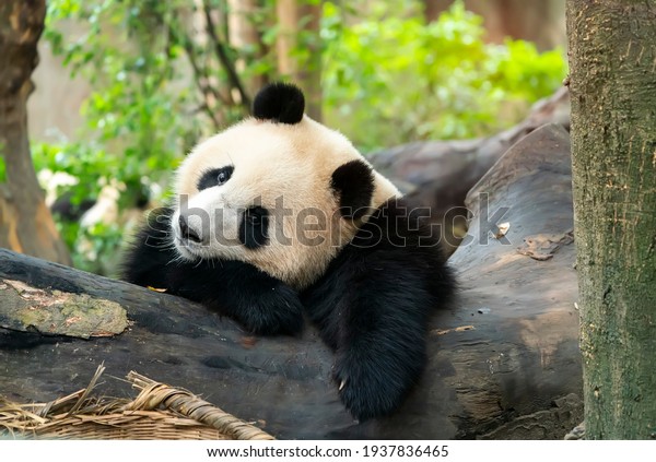 Portrait of panda bear close up. Cute China
animals. Close up view of the panda's
head.