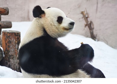 Portrait Of A Panda Bear On Snow