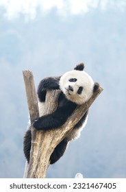 Portrait of a panda climbing a tree trunk and branch