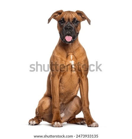 Portrait of a panting Boxer looking at the camera sitting, isolated on white