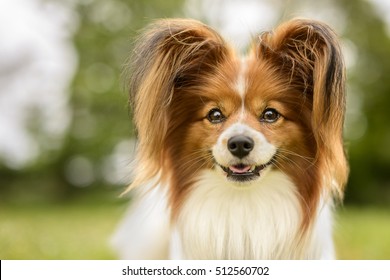 Papillon High Res Stock Images Shutterstock